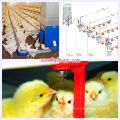 Poultry Equipment in Livestock with High Quality and Low Price